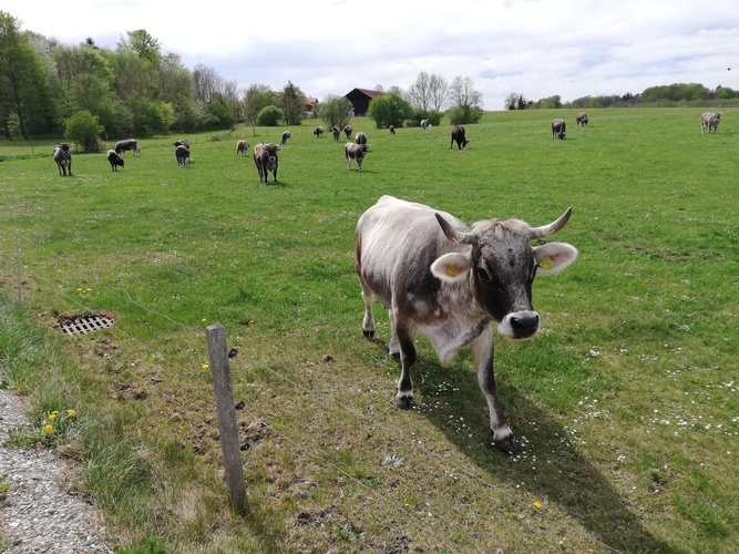 Tierarztpraxis Haag GmbH - unsere Vision